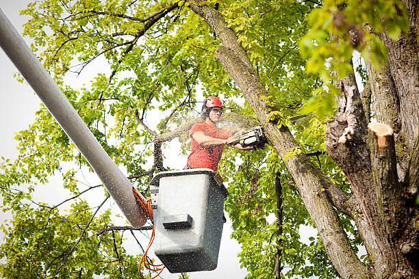 How Our Tree Care Process Works  in  Des Peres, MO